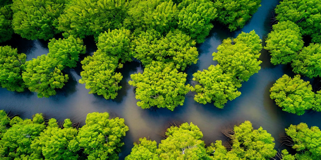 Blue Carbon Initiatives